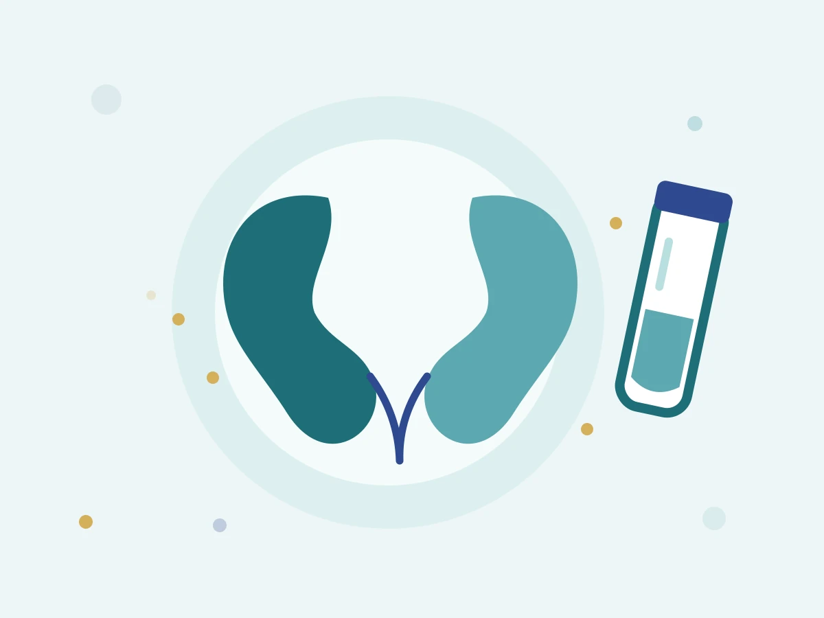 Kidney illustration